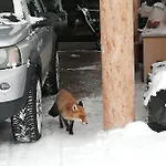 Tana Delle Marmotte Apartmán *